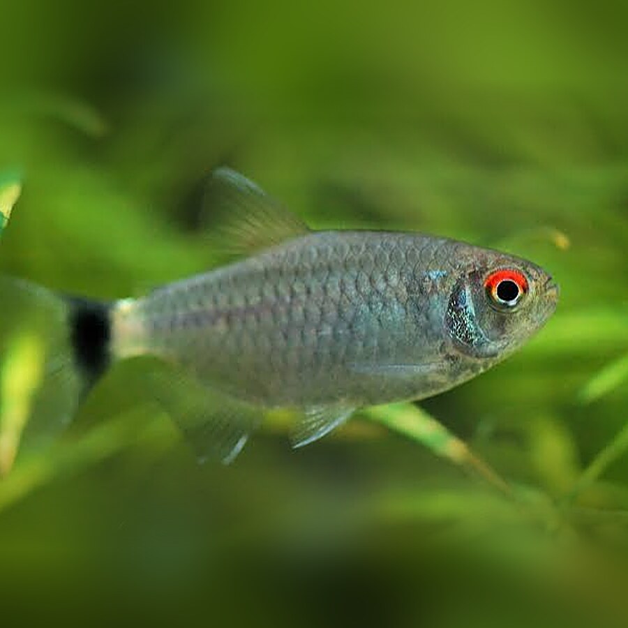 Ojos Rojos