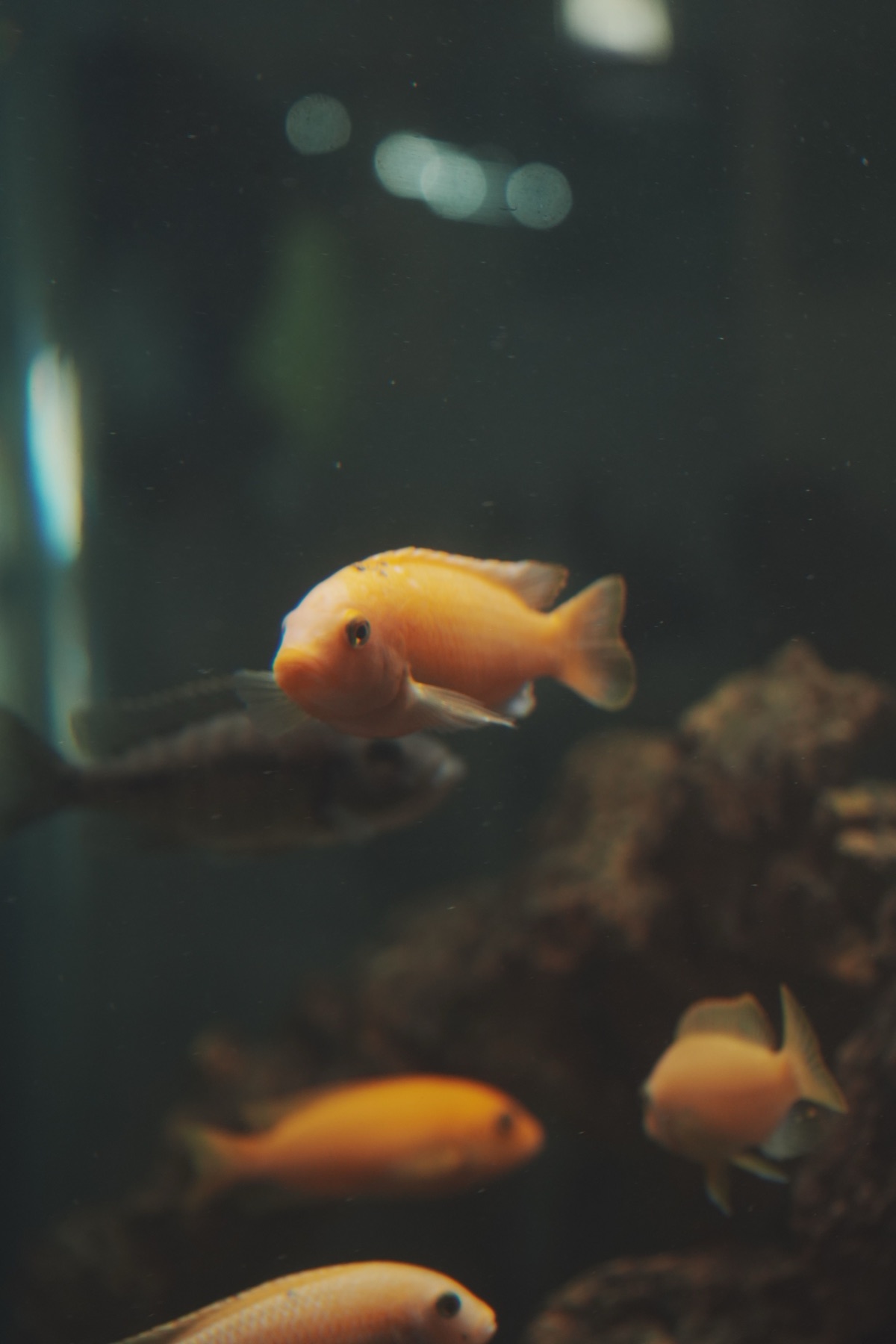 Cómo montar tu primer acuario