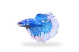 Pez Betta