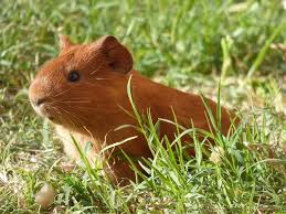 Cobaya