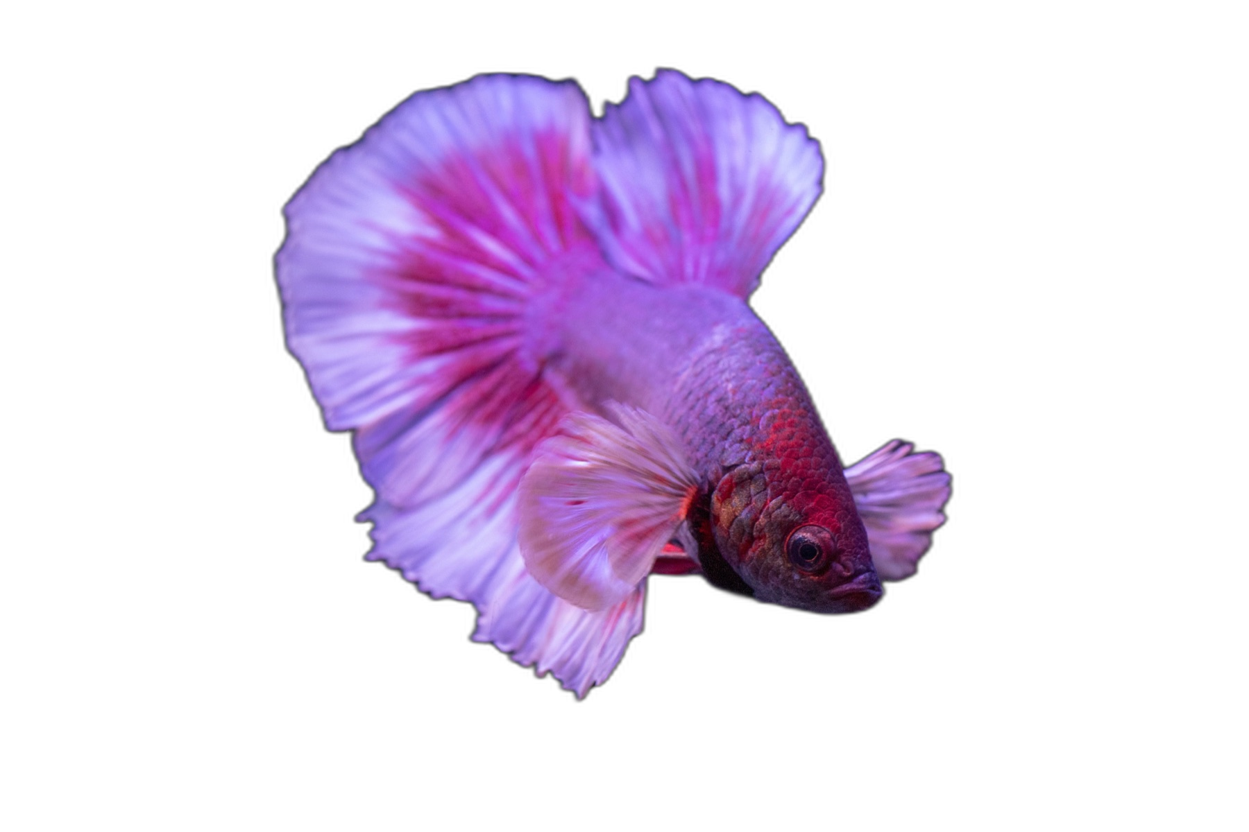 Pez Betta