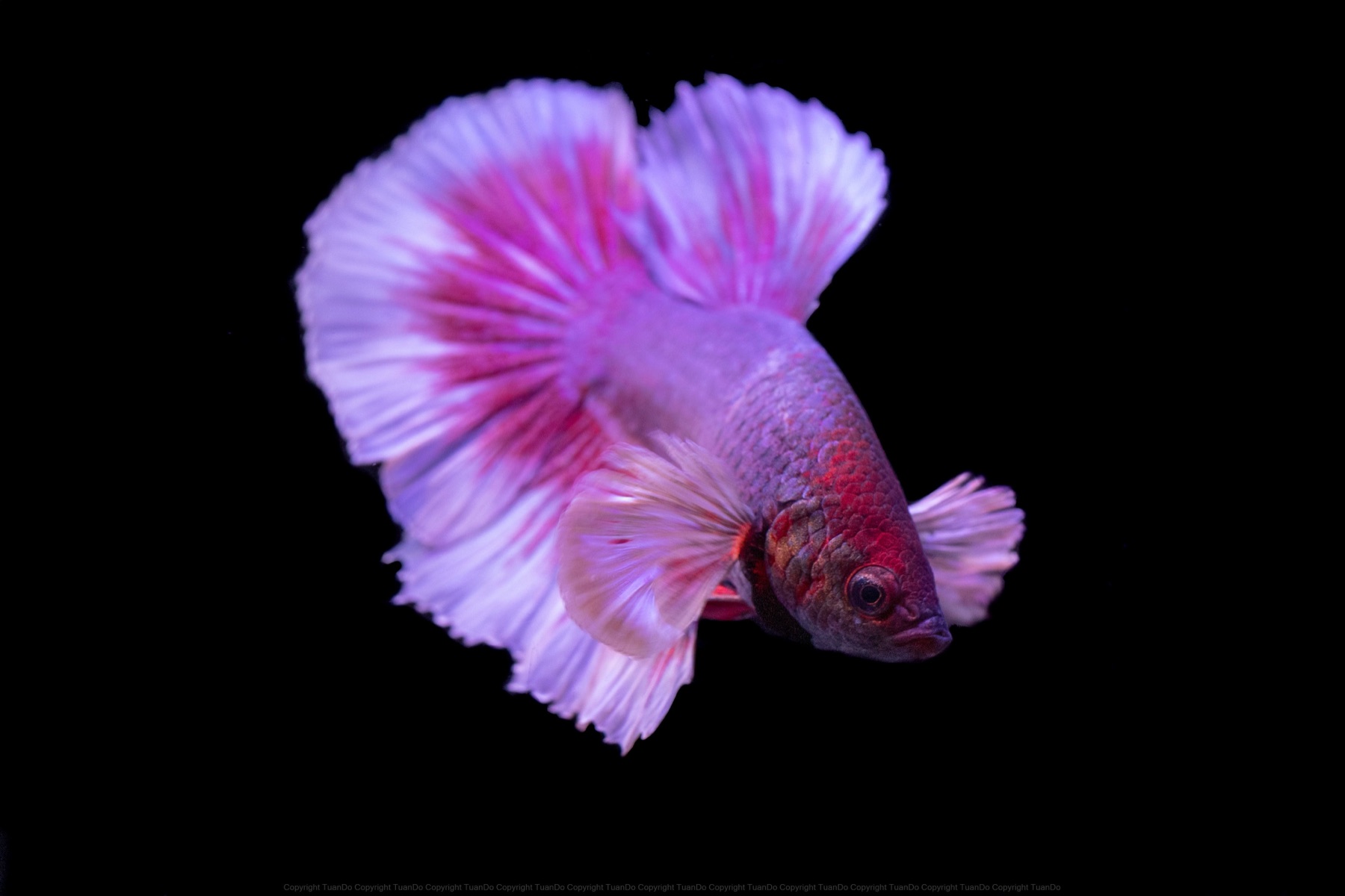 Pez Betta