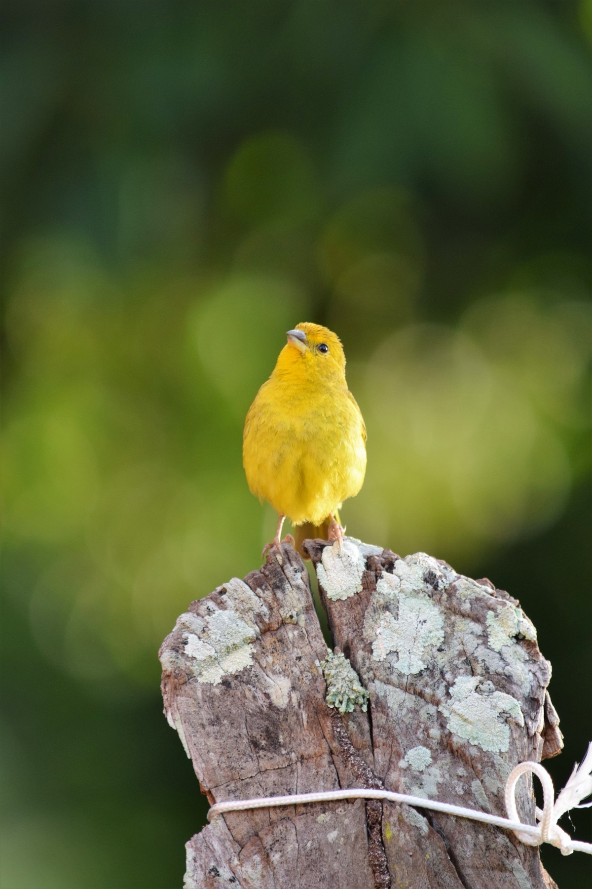 Canario