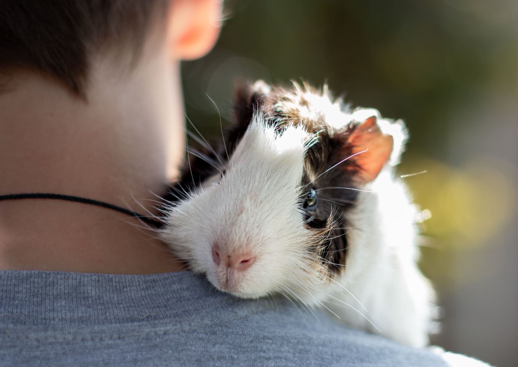 Cobaya