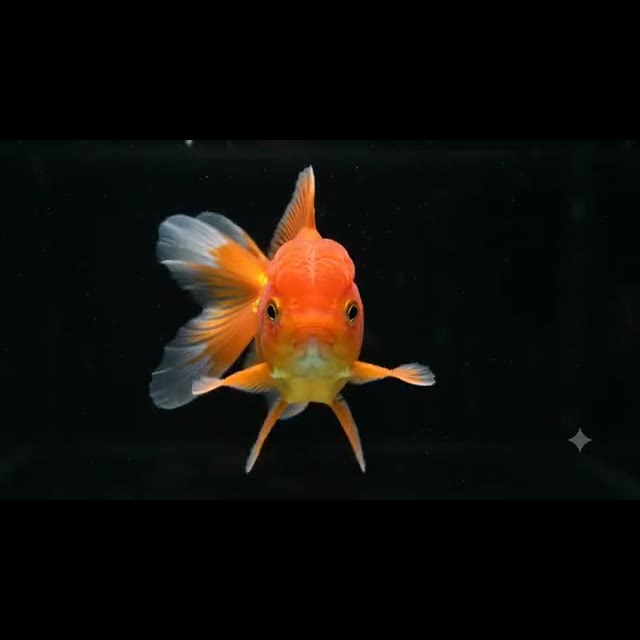Pez Dorado