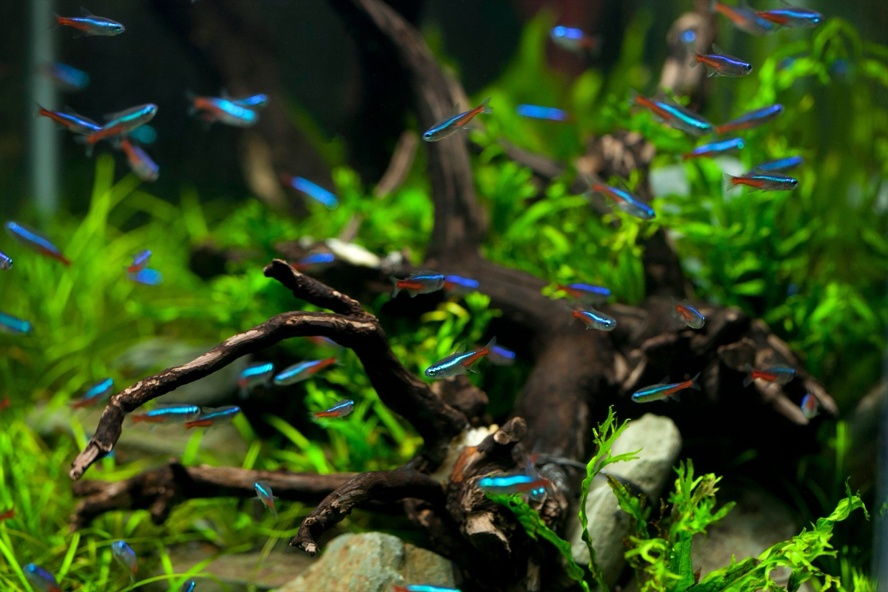 Tetra Neón