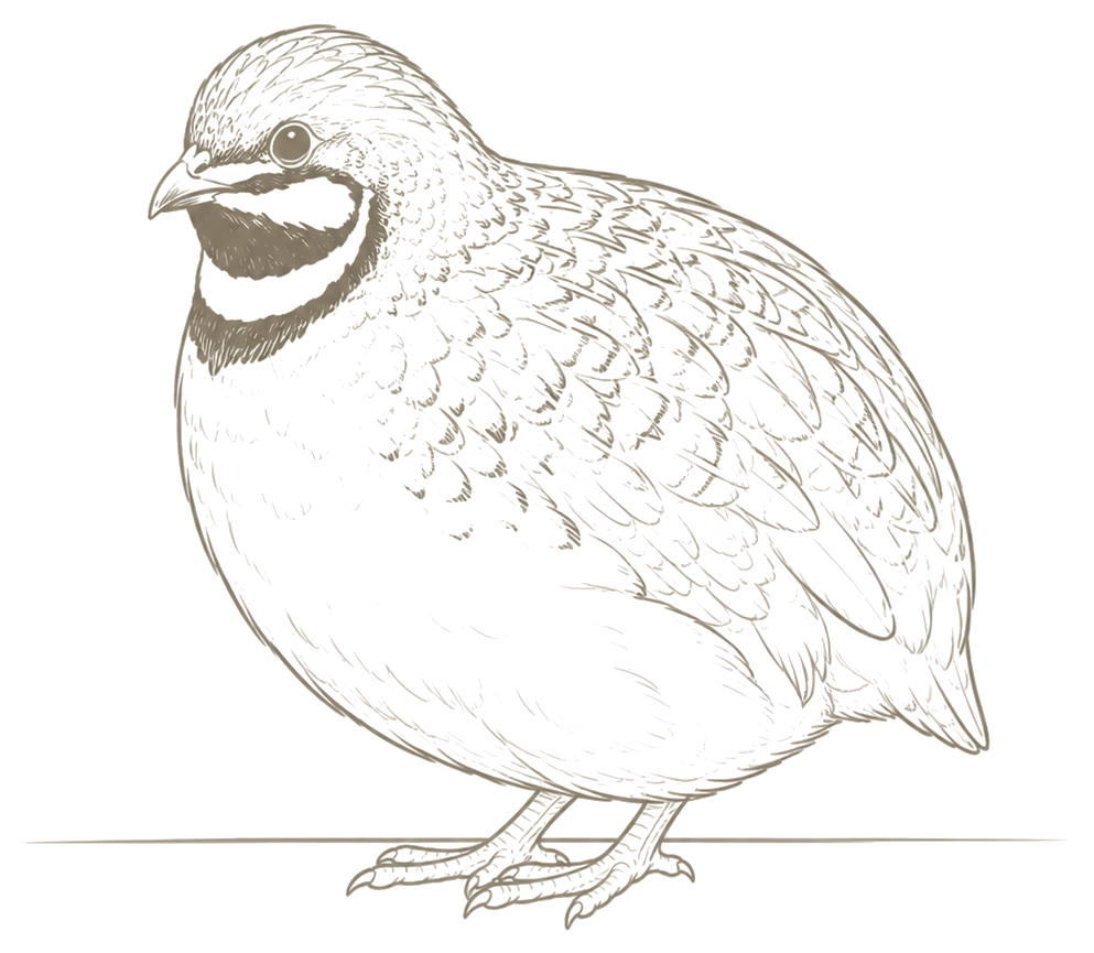 Ilustración de una codorniz