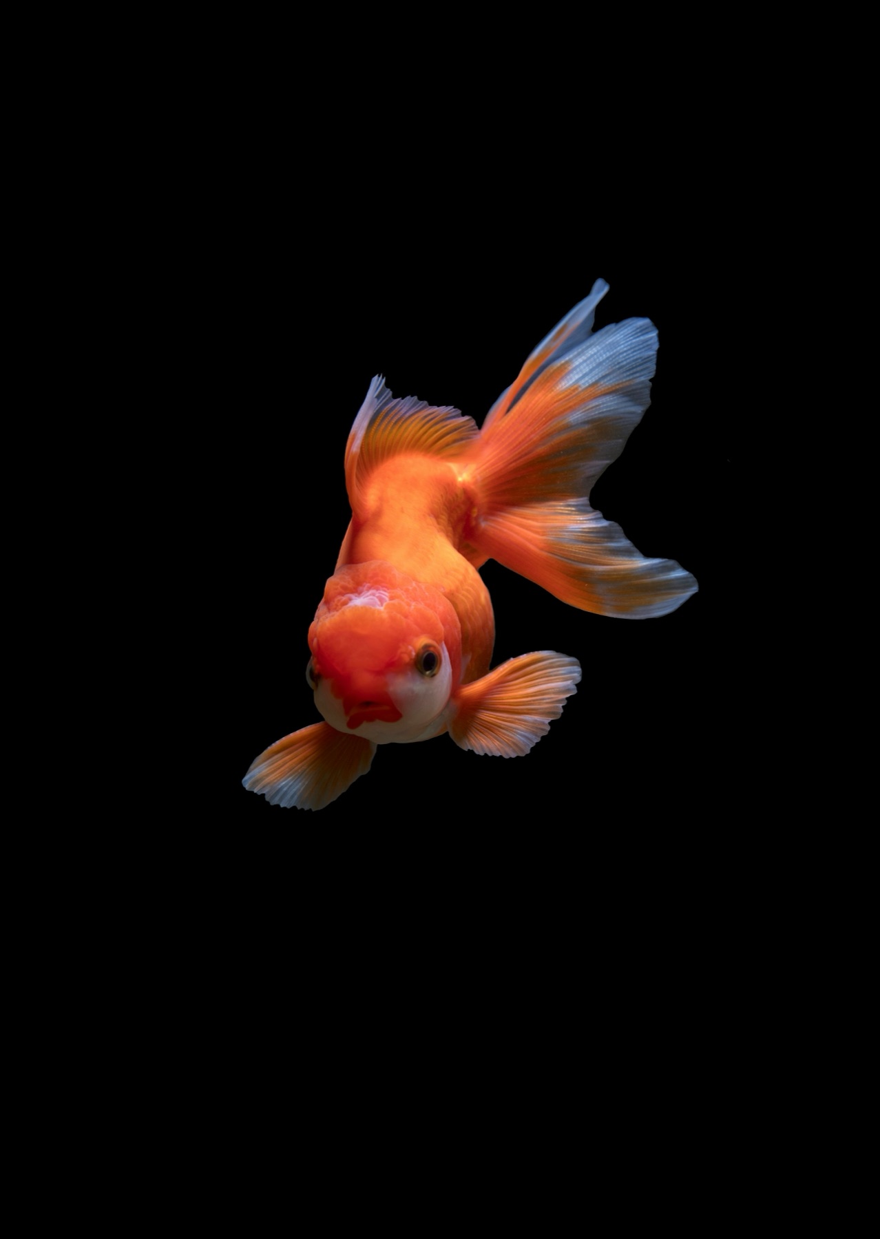Pez dorado