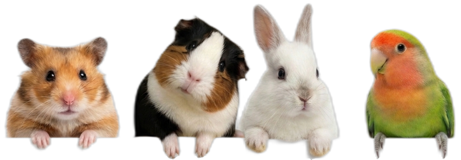 Hámster, cobaya, conejo y agapornis